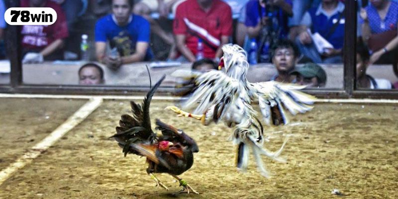 Diễn biến gây cấn của trận đá gà 24 tỷ