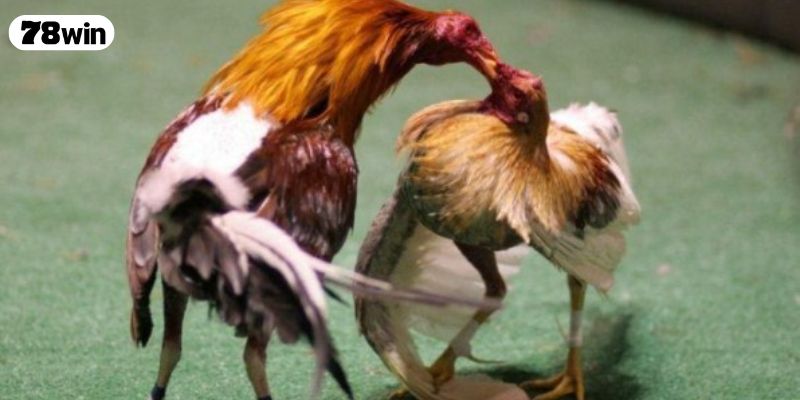 Tìm hiểu cách xem ngày đá gà là gì?